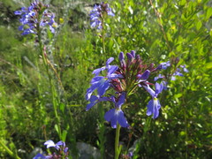 Lobelia valida