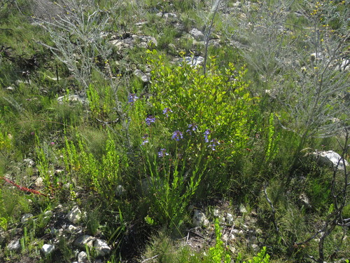 Image of Lobelia valida by (c) James Deacon, some rights reserved (CC BY-SA)