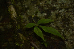 Argostemma verticillatum