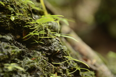 Argostemma verticillatum