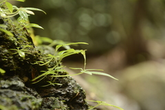 Argostemma verticillatum