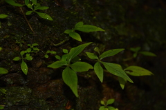 Argostemma verticillatum