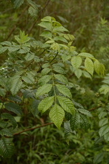 Cipadessa baccifera
