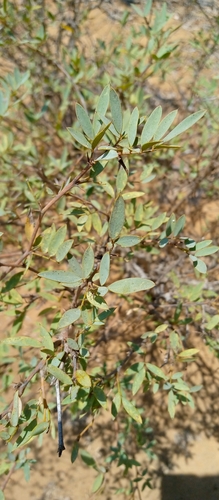 Tephrosia pungens image