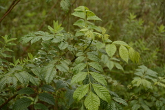 Cipadessa baccifera