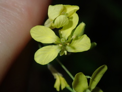 Brassica fruticulosa