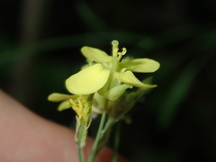 Brassica fruticulosa
