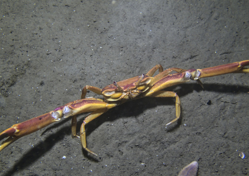 Angular Crab, photo 4 of 10