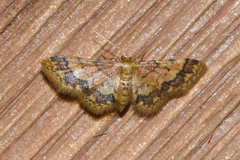 Idaea celtima