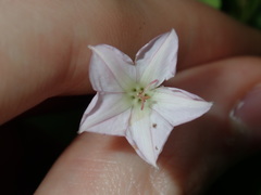 Convolvulus farinosus