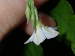Convolvulus farinosus