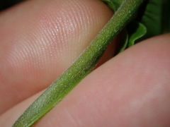 Convolvulus farinosus