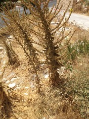 Verbascum sinaiticum