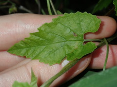 Convolvulus farinosus