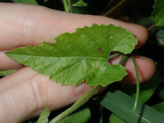 Convolvulus farinosus