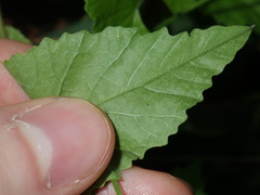 Convolvulus farinosus