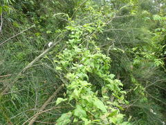 Convolvulus farinosus