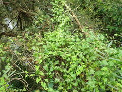 Convolvulus farinosus