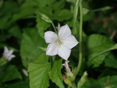 Convolvulus farinosus