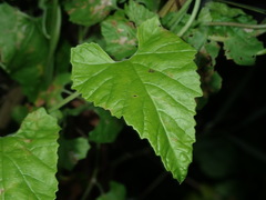 Convolvulus farinosus