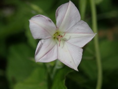 Convolvulus farinosus
