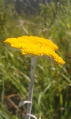 Helichrysum umbraculigerum