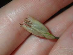 Petrorhagia nanteuilii