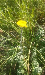 Helichrysum umbraculigerum