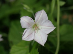 Convolvulus farinosus