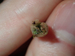 Petrorhagia nanteuilii