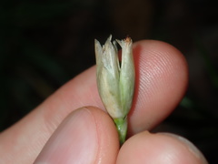 Petrorhagia nanteuilii