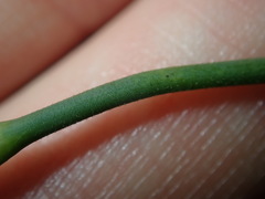 Petrorhagia nanteuilii