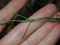 Petrorhagia nanteuilii