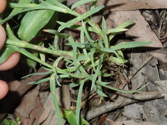 Petrorhagia nanteuilii