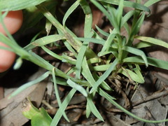 Petrorhagia nanteuilii