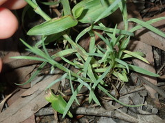 Petrorhagia nanteuilii