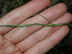 Petrorhagia nanteuilii