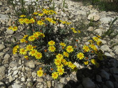 Senecio arniciflorus