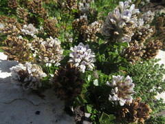 Psoralea bracteolata
