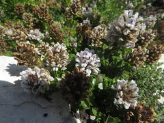 Psoralea bracteolata