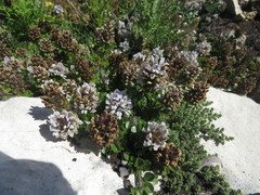 Psoralea bracteolata