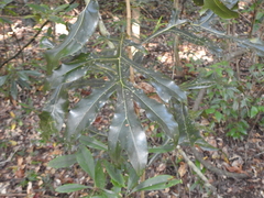Stenocarpus sinuatus