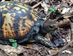 Terrapene carolina major