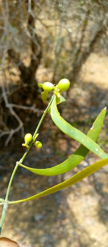 Salvadoraceae image