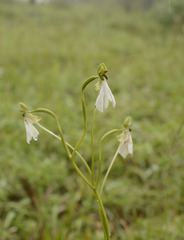 Habenaria longicorniculata