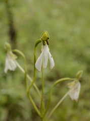 Habenaria longicorniculata