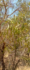 Salvadora angustifolia image