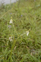 Habenaria longicorniculata