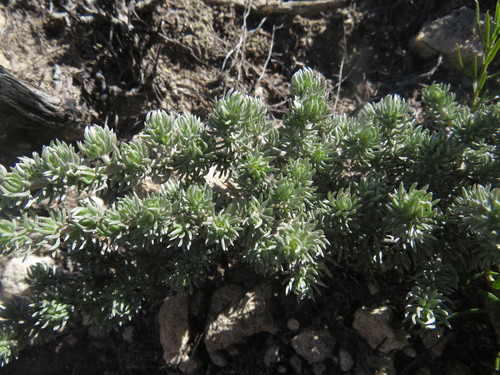 Gleaming Capegorse (Aspalathus candidula)