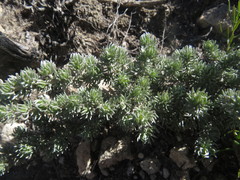 Aspalathus candidula